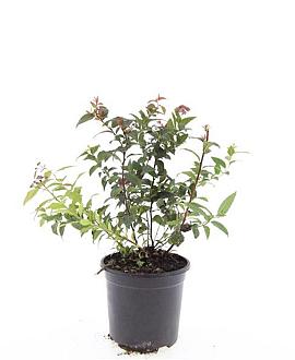 Spiraea jap. 'Froebelii' Pot 1,5 liter