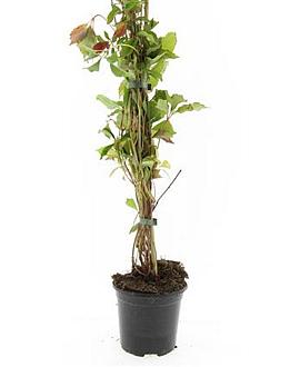 Parthenocissus quinq.engelmannii Pot 1,5 liter