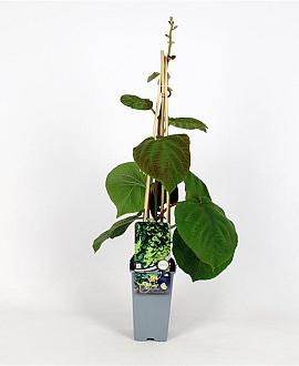 Actinidia d. 'Minki Male' Pot 2 Liter