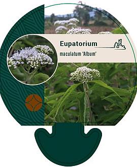 Eupatorium mac. 'Album' Pot 9 cm
