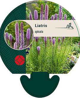 Liatris spicata Pot 9 cm