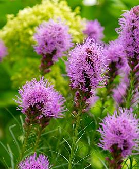 Liatris spicata Pot 9 cm