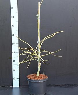Acer pal. 'Dissectum' Pot 5 Liter 40 - 50 cm