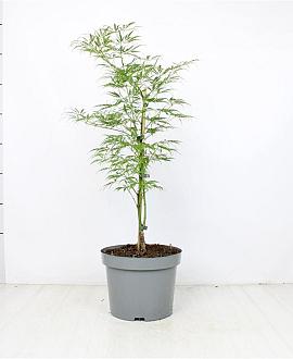 Acer pal. 'Dissectum' Pot 5 Liter 40 - 50 cm