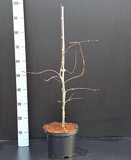 Acer pal. 'Garnet' Pot 5 Liter 