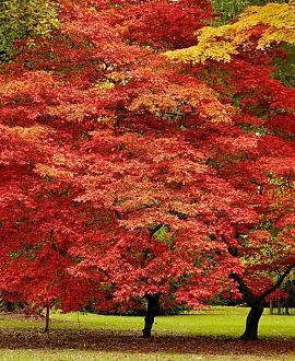 Acer pal. 'Skeeter's Broom' Pot 15 liter 125 - 150 cm