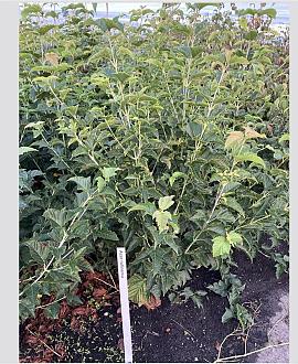 Acer rufinerve Pot 12 liter 80 - 100 cm