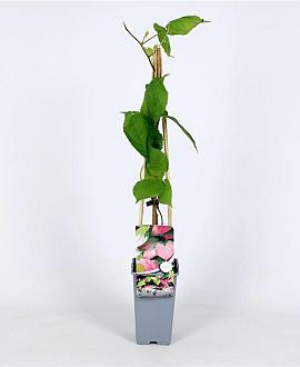Actinidia kolomikta Pot 2 Liter