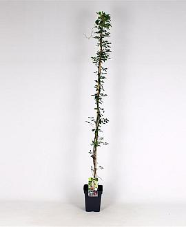 Akebia quinata Pot 5 Liter 150 - 175 cm
