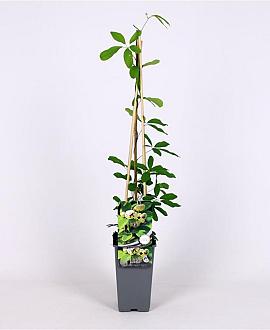 Akebia quinata 'Cream Form' Pot 2 Liter