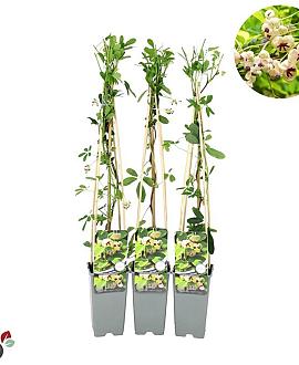 Akebia quinata 'Cream Form' Pot 2 Liter