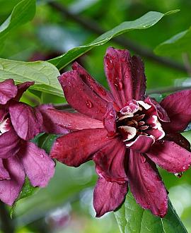Calycanthus floridus Pot 35 Liter 125 - 150 cm