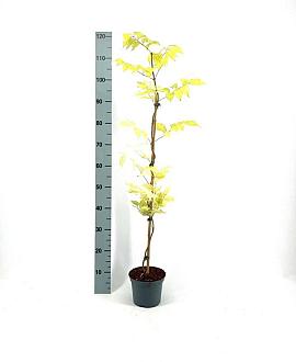 Campsis rad. 'Flamenco' Pot 2 Liter60 - 80 cm