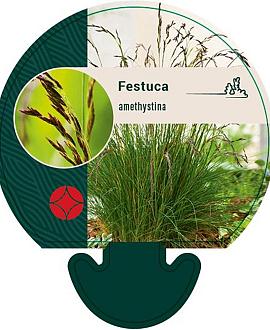 Festuca amethystina Pot 9 cm
