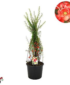Chaenomeles japonica Pot 12 liter 80 - 100 cm