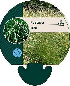 Festuca mairei Pot 9 cm