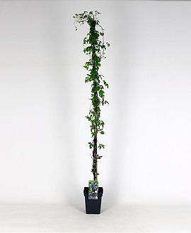 Clematis alpina Pot 5 Liter 150 - 175 cm