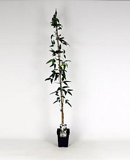 Clematis armandii Pot 5 Liter 150 - 175 cm
