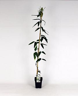 Clematis arm. 'Snowdrift' Pot 5 Liter 150 - 175 cm