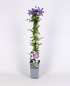 Clematis 'Bagatelle' Pot 2 Liter