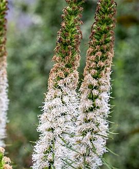Liatris spicata 'Alba' Pot 9 cm