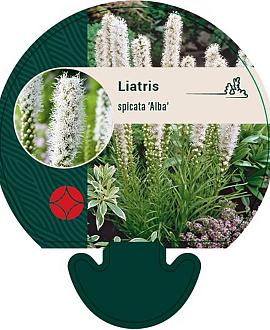 Liatris spicata 'Alba' Pot 9 cm