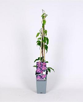 Clematis 'Etoile de Malicorne' Pot 2 Liter
