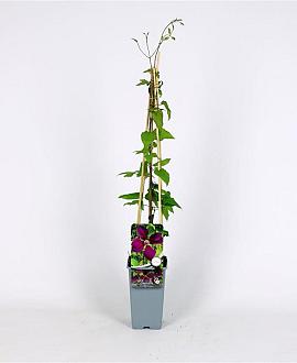 Clematis 'Gipsy Queen' Pot 2 Liter