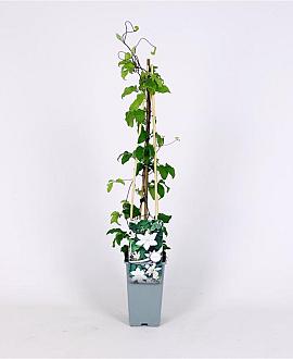 Clematis 'Gladys Picard' Pot 2 Liter
