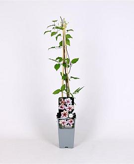 Clematis 'Jan Pawel II' Pot 2 Liter