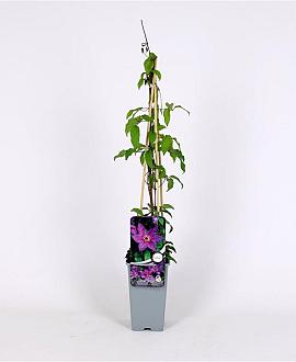 Clematis 'Kathleen Dunford' Pot 2 Liter