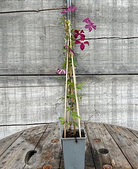 Clematis 'Madame Julia Correvon' Pot 2 Liter