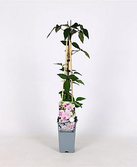 Clematis 'Mayleen' Pot 2 Liter