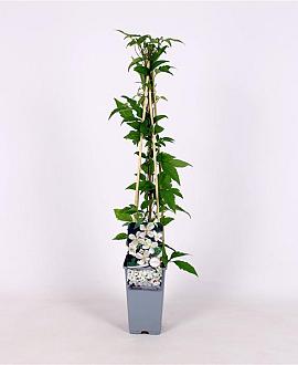 Clematis montana grandiflora Pot 2 Liter