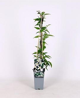Clematis mont. wilsonii Pot 2 Liter