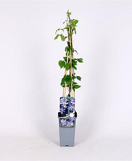 Clematis 'Mrs Cholmondeley' Pot 2 Liter