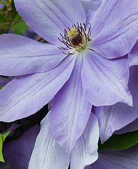 Clematis 'Mrs Cholmondeley' Pot 2 Liter