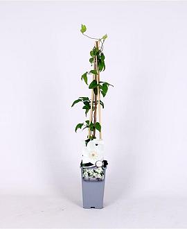 Clematis 'Mrs George Jackman' Pot 2 Liter