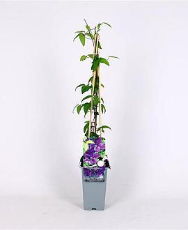 Clematis 'Mrs N. Thompson' Pot 2 Liter