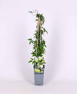 Clematis orientalis Pot 2 Liter