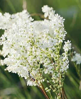 Filipendula vulgaris Pot 9 cm