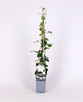 Clematis 'Shirayukihime' Pot 2 Liter