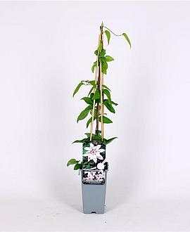 Clematis 'Snow Queen' Pot 2 Liter