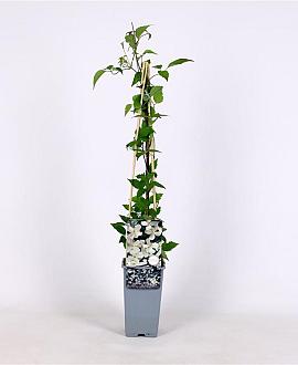 Clematis spooneri Pot 2 Liter