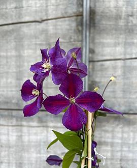 Clematis 'Star of India' Pot 2 Liter