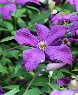 Clematis 'The President' Pot 2 Liter80 - 100 cm