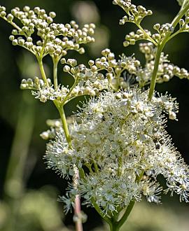 Filipendula vulgaris 'Multiplex' Pot 9 cm