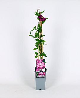 Clematis 'Ville de Lyon' Pot 2 Liter