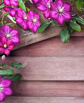 Clematis 'Ville de Lyon' Pot 2 Liter