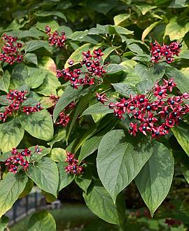 Clerodendrum trichotomum Pot 7,5 Liter 60 - 80 cm